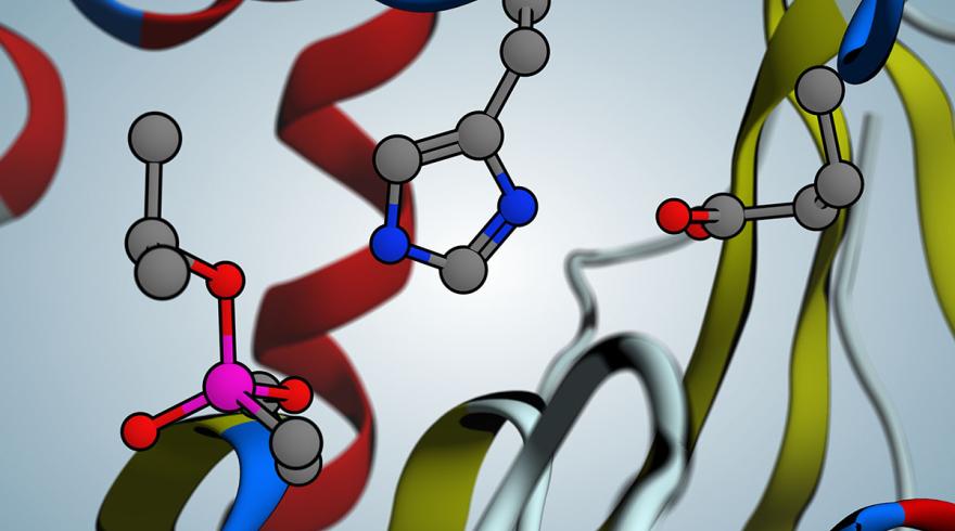 Catalytic active site of OP-inhibited acetylcholinesterase by the nerve agent, Sarin, as generated in silico from the 5FPQ crystal structure